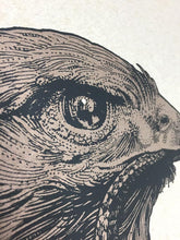 Richey Beckett: Red-Tailed Hawk